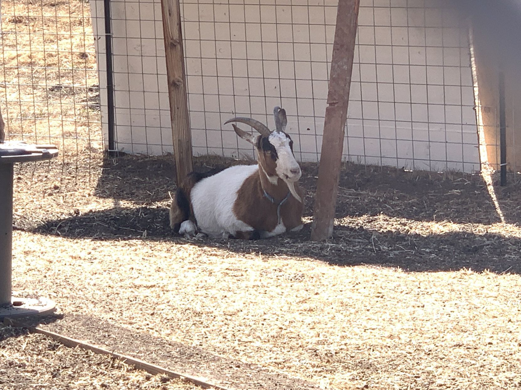 Napa goats find new home in AmCan